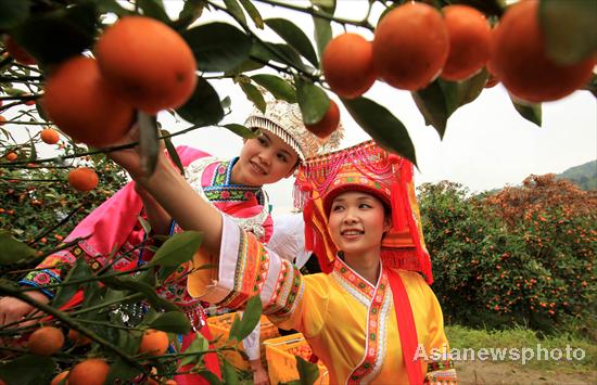 Temporada de kumquat llega a Liuzhou, Guangxi 7