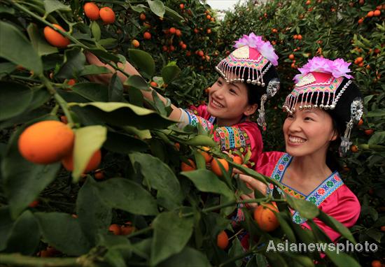 Temporada de kumquat llega a Liuzhou, Guangxi 8