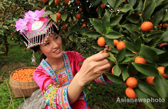 Temporada de kumquat llega a Liuzhou, Guangxi 9