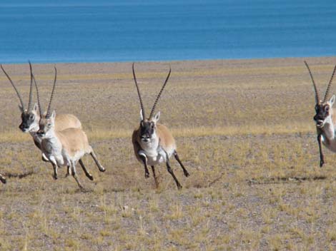 18 Reservas Naturales del Tíbet 1