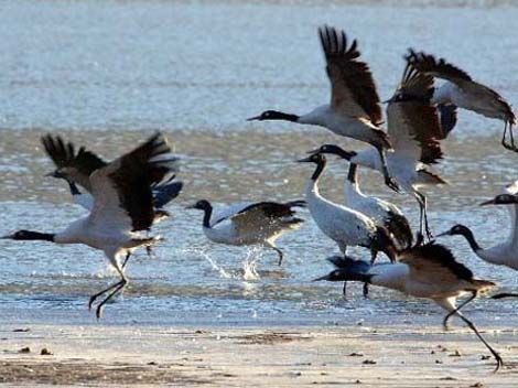 18 Reservas Naturales del Tíbet 5