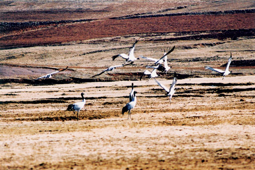 18 Reservas Naturales del Tíbet 8