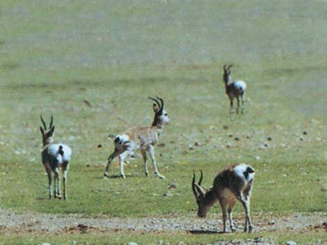 18 Reservas Naturales del Tíbet 9