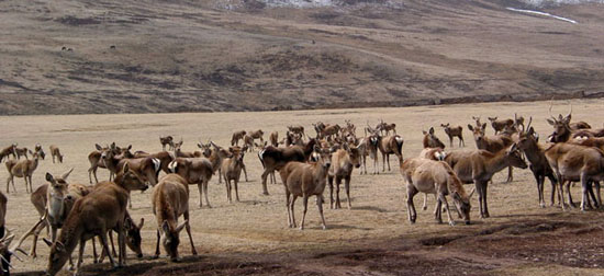 18 Reservas Naturales del Tíbet 15