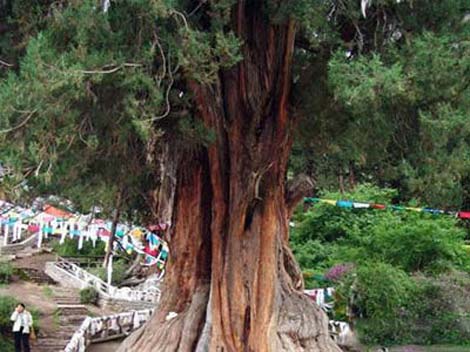 18 Reservas Naturales del Tíbet 16
