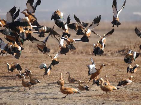 18 Reservas Naturales del Tíbet 21
