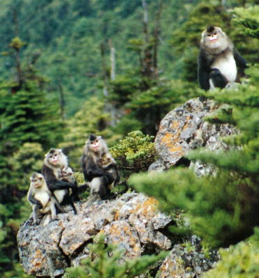 18 Reservas Naturales del Tíbet 24