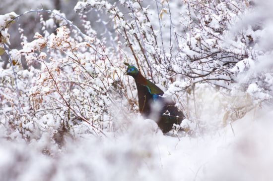 18 Reservas Naturales del Tíbet 27