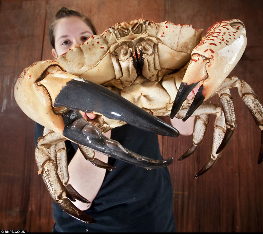 Cangrejo gigante se salva de la olla