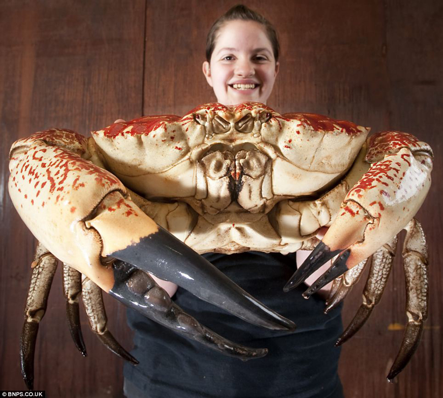 Cangrejo gigante se salva de la olla