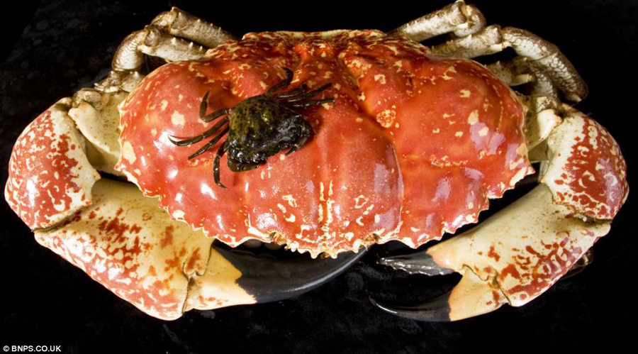 Cangrejo gigante se salva de la olla