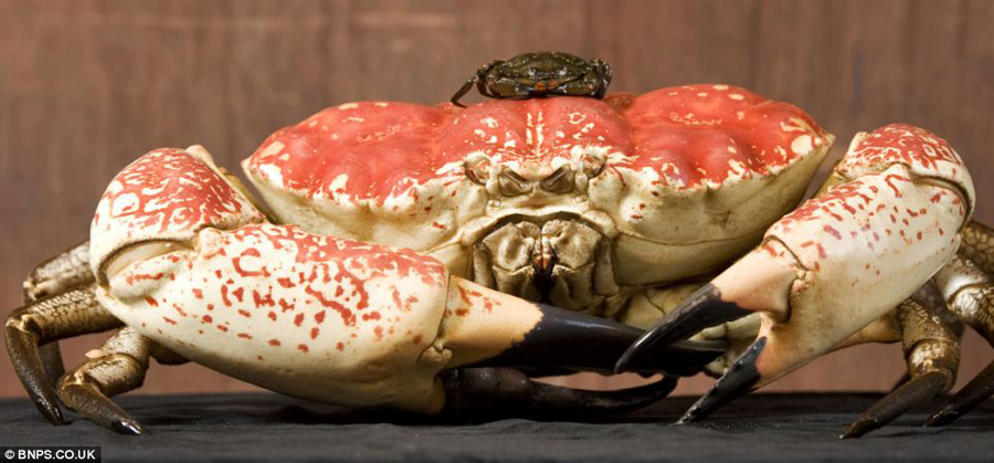 Cangrejo gigante se salva de la olla