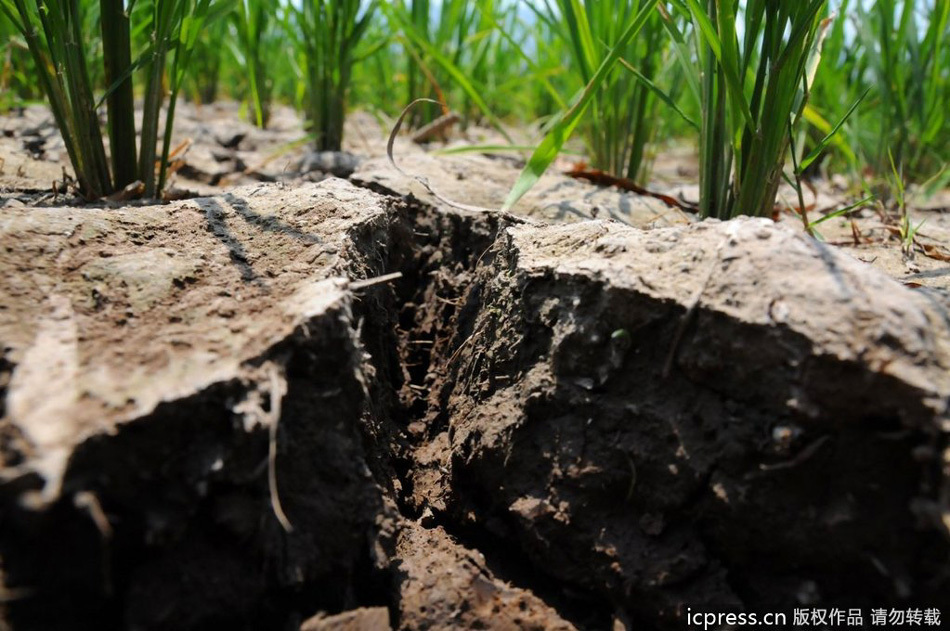 La sequía deja a 200.000 sedientos en Guangxi 4