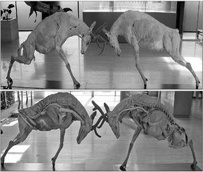 Un misterio desvelado cerca de Dalian