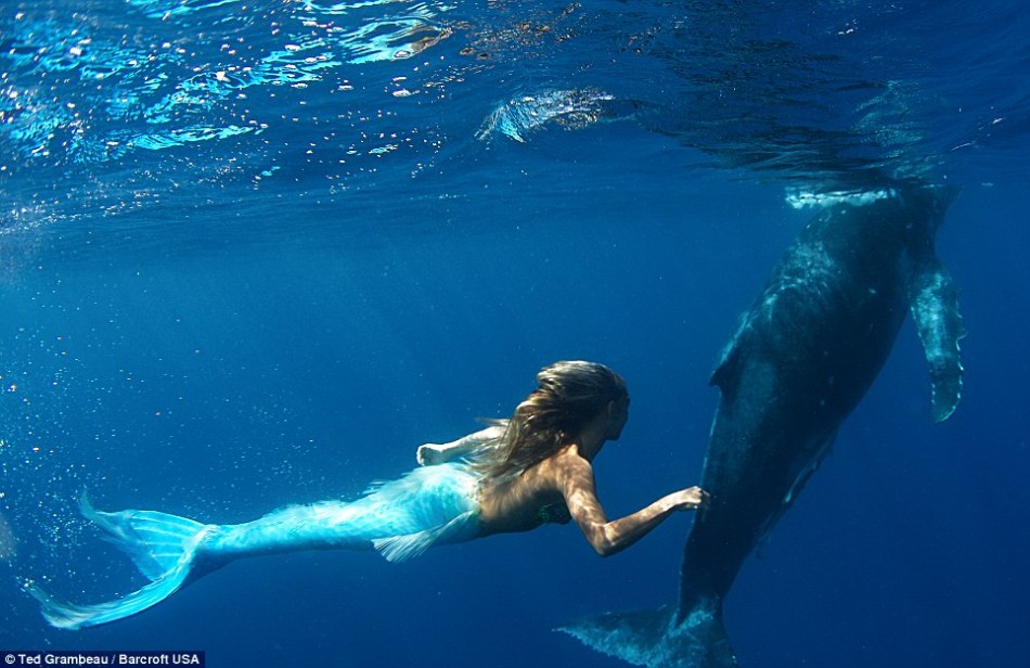 Hannah Fraser, una sexy sirena, ballenas, animal