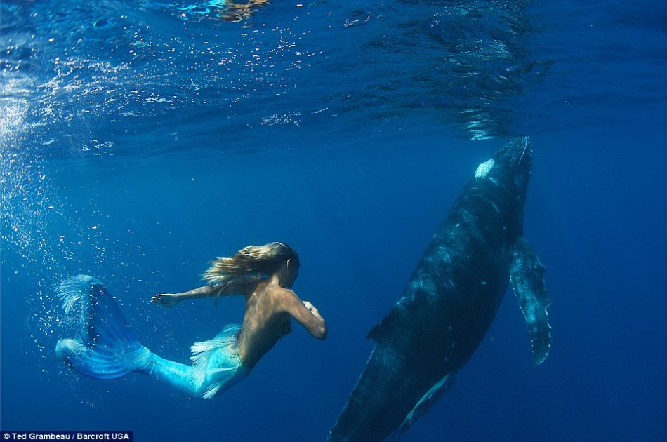 Hannah Fraser, una sexy sirena, ballenas, animal