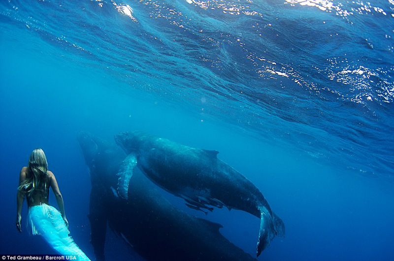 Danza entre sirena y ballena