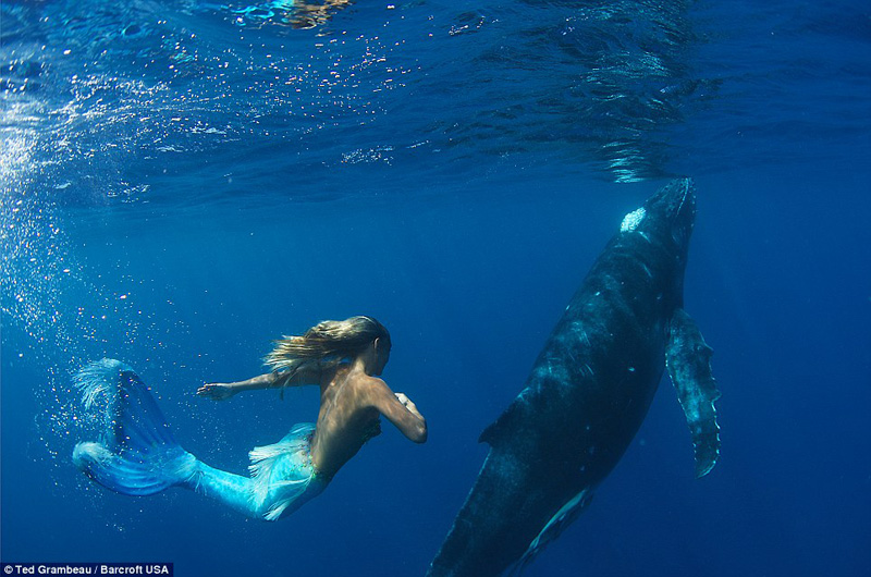 Danza entre sirena y ballena
