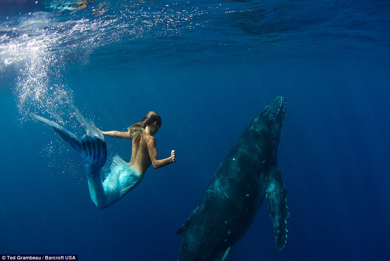 Danza entre sirena y ballena