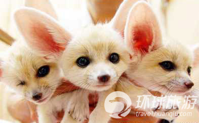 Los animales salvajes m&#225;s chulos del mundo--zorro de aur&#237;cula