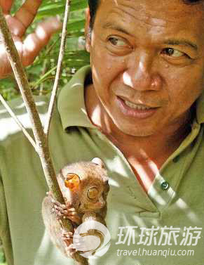 Los animales salvajes más chulos del mundo--tarsier de filipinas