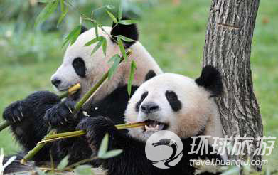 Los animales salvajes más chulos del mundo--oso de panda