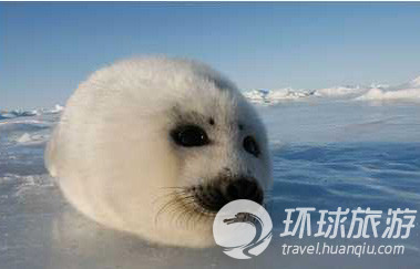 Los animales salvajes más chulos del mundo--foca de groenlandia