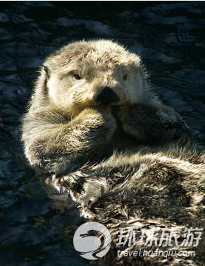 Los animales salvajes más chulos del mundo--nutria del mar