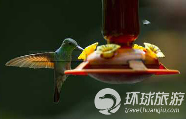 Los animales salvajes más chulos del mundo--colibrí