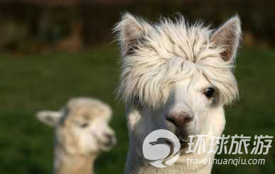 Los animales salvajes m&#225;s chulos del mundo--alpaca