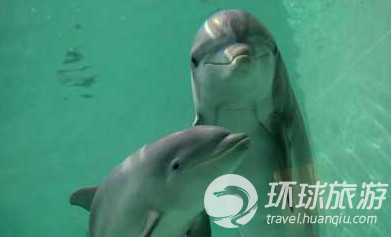 Los animales salvajes más chulos del mundo--delfín de nariz de botella