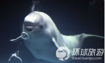 Los animales salvajes más chulos del mundo--ballena blanca