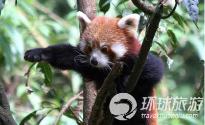 Los animales salvajes más chulos del mundo--lesser panda