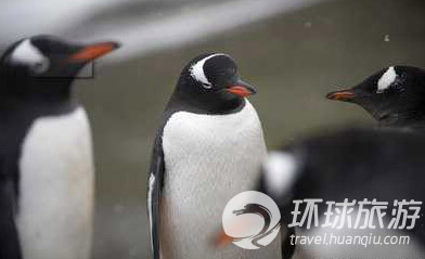 Los animales salvajes más chulos del mundo