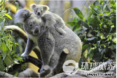 Los animales salvajes más chulos del mundo--coala