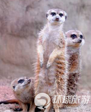 Los animales salvajes más chulos del mundo