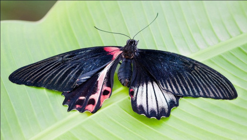 Una mariposa mitad hembra mitad macho
