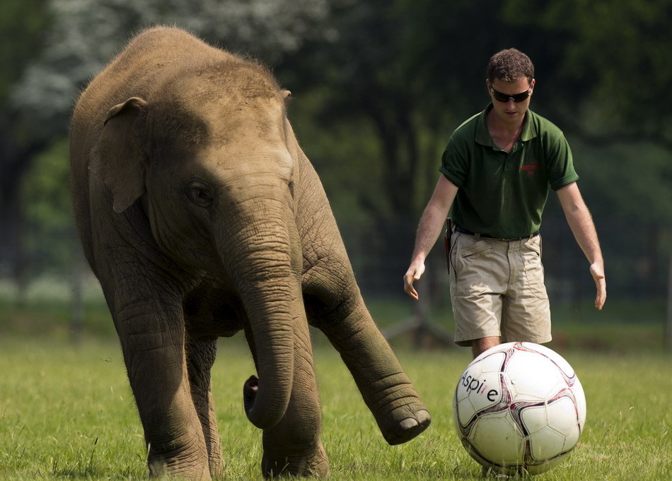 elefante ,parque zoológico , Inglaterra,fútbol