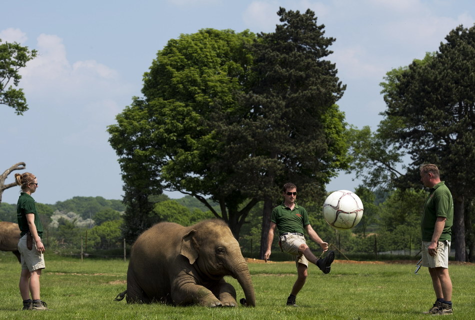 elefante ,parque zoológico , Inglaterra,fútbol