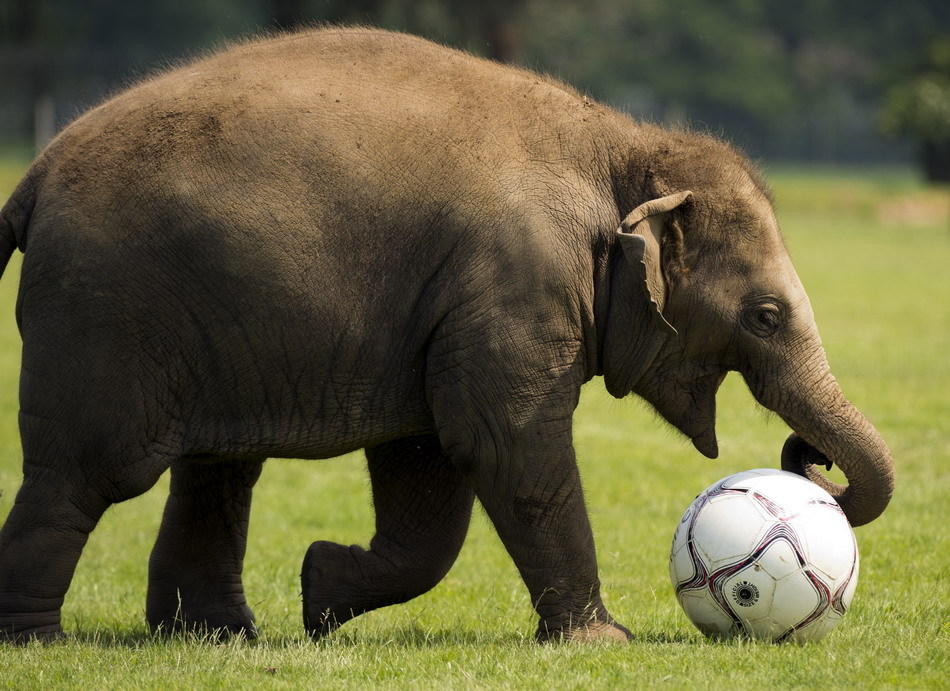 elefante ,parque zoológico , Inglaterra,fútbol