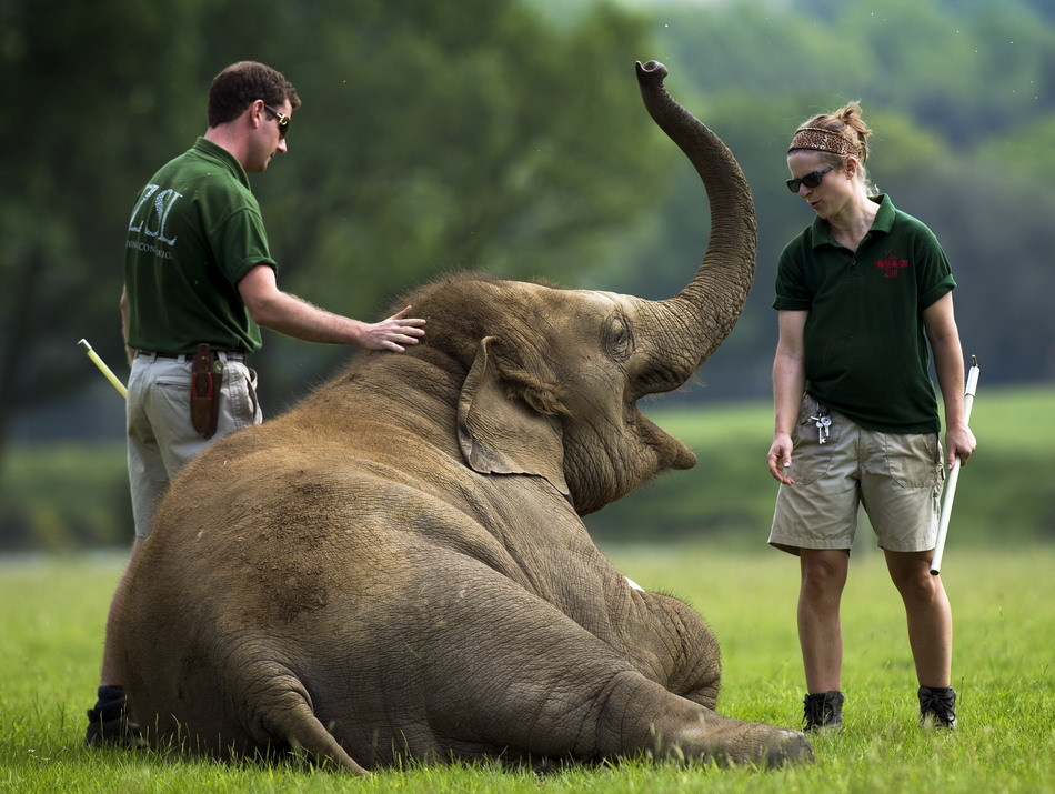 elefante ,parque zoológico , Inglaterra,fútbol