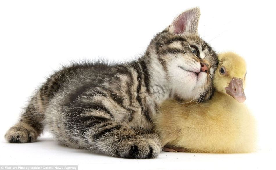 Gatitos y patitos preciosos, fotógrafo Mark Taylor, animal,