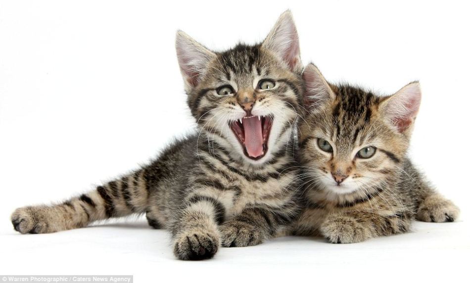 Gatitos y patitos preciosos, fotógrafo Mark Taylor, animal,