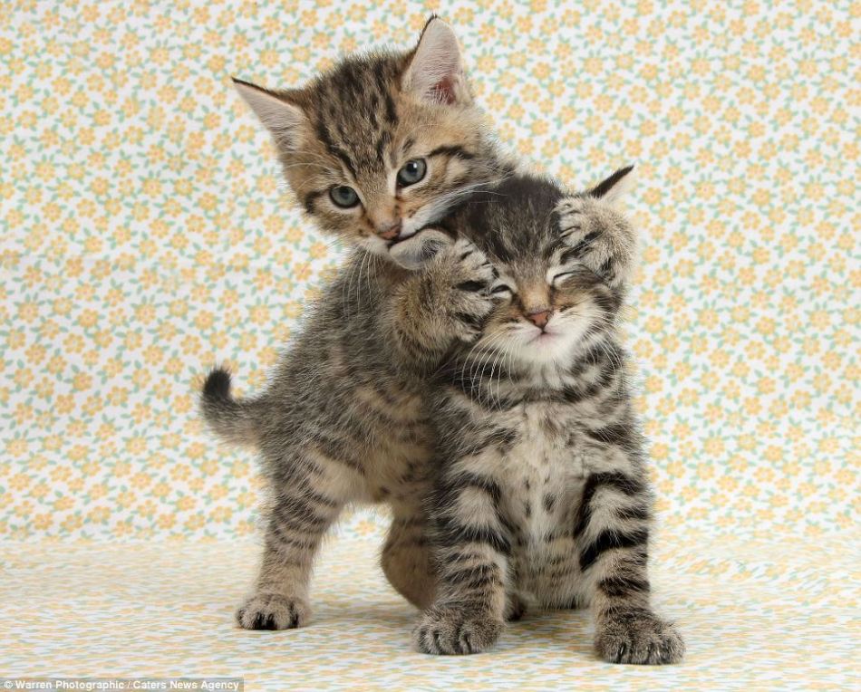 Gatitos y patitos preciosos, fotógrafo Mark Taylor, animal,