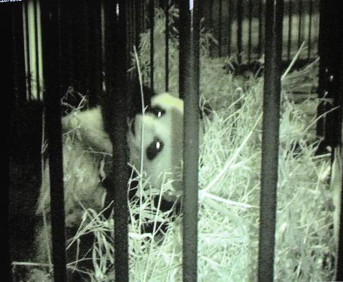 Nace una cría de panda gigante por reproducción natural en el zoo de Ueno en Tokio, la primera en 24 años