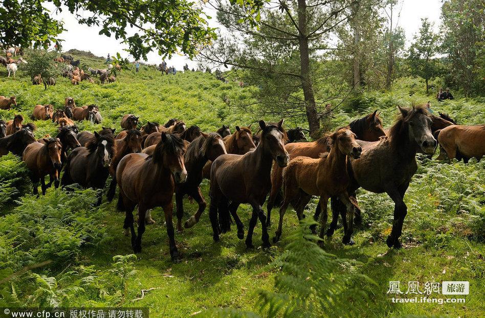 ‘Rapa das bestas’, un espectáculo único en Galicia 2