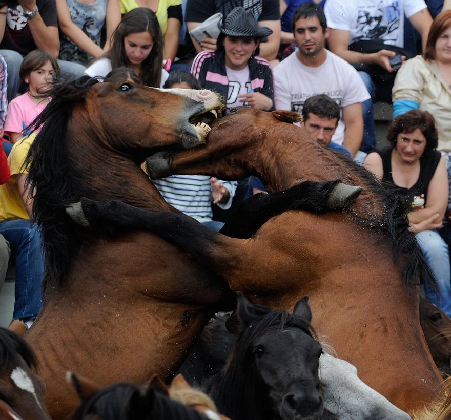 ‘Rapa das bestas’, un espectáculo único en Galicia 8