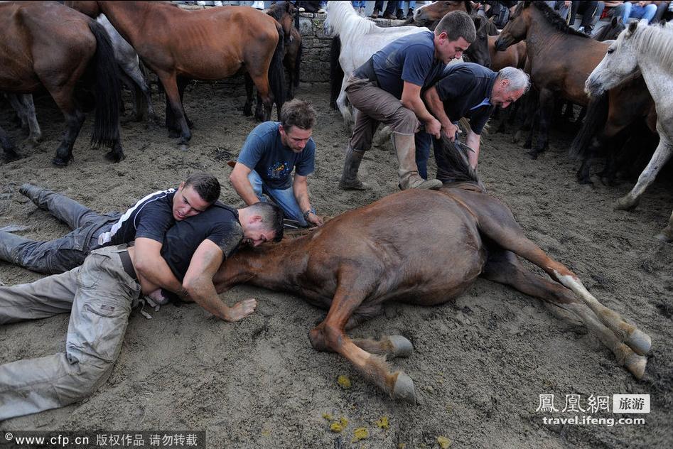 ‘Rapa das bestas’, un espectáculo único en Galicia 12