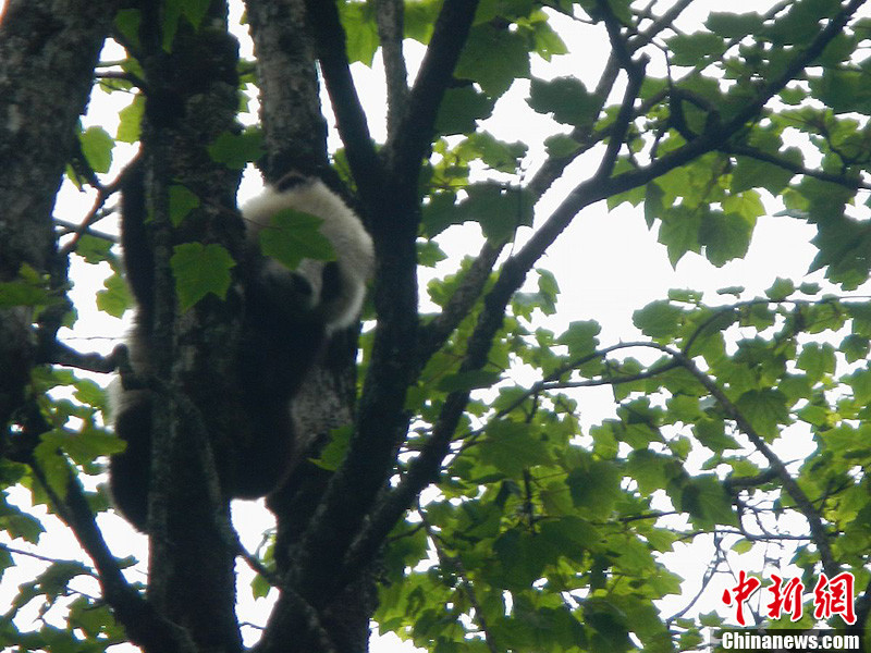 Se descubre cachorro de panda gigante salvaje en Zona de Protección de Naturaleza de Wolong