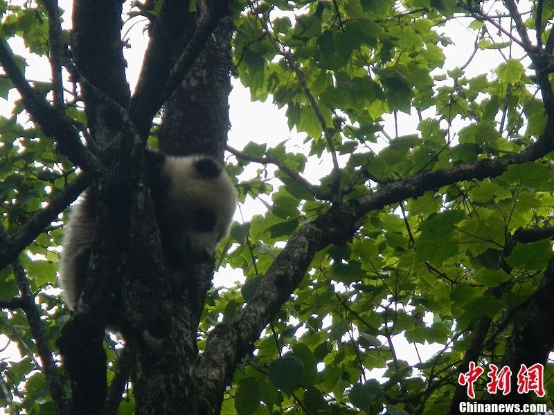 Se descubre cachorro de panda gigante salvaje en Zona de Protección de Naturaleza de Wolong